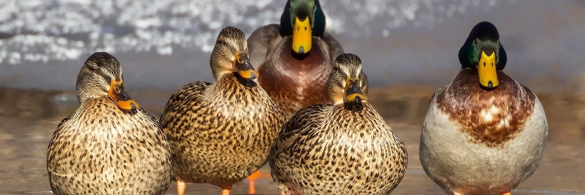 ducks