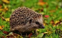 Hedgehog