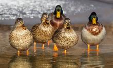 ducks