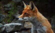 fox