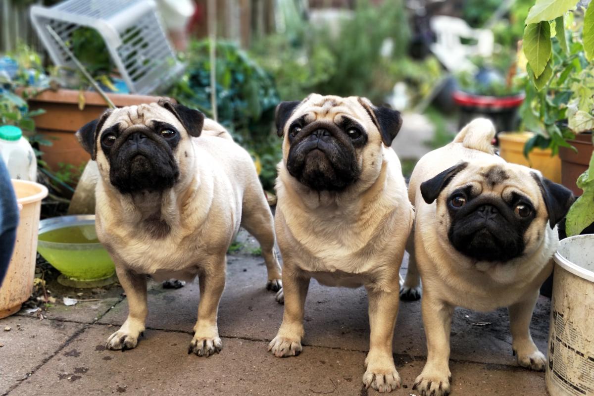 dog