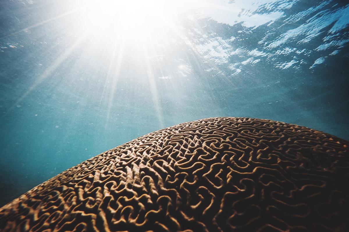 sea