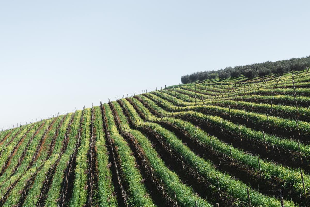 wine