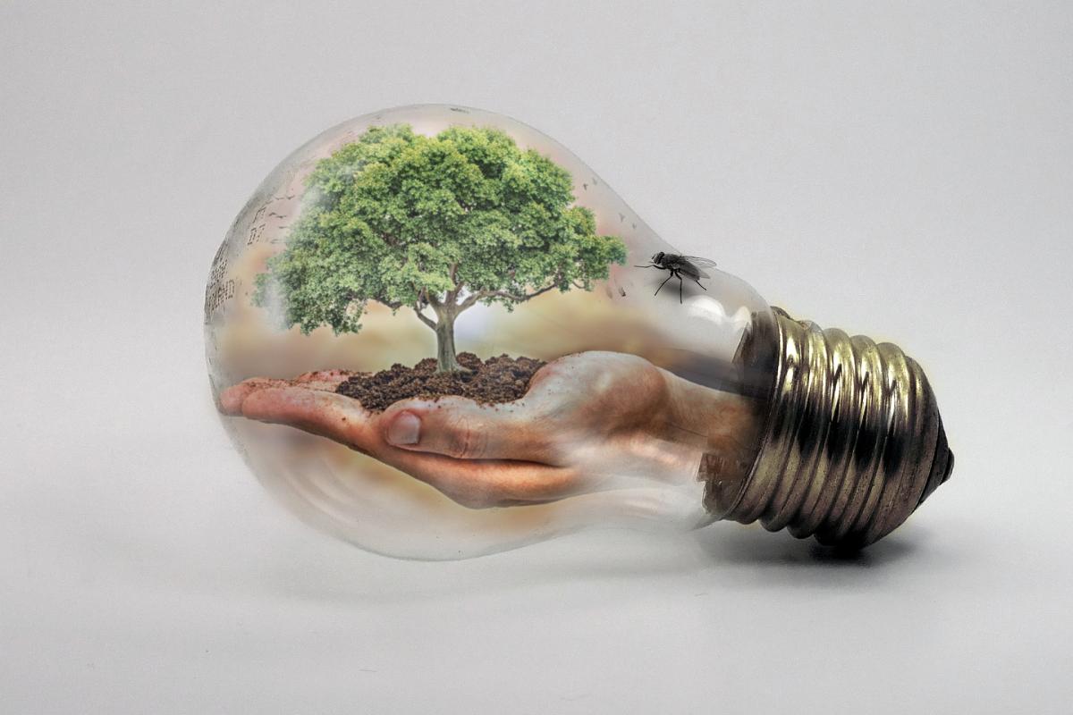 bulb