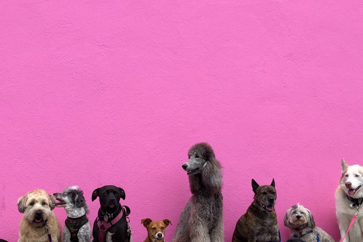 dog