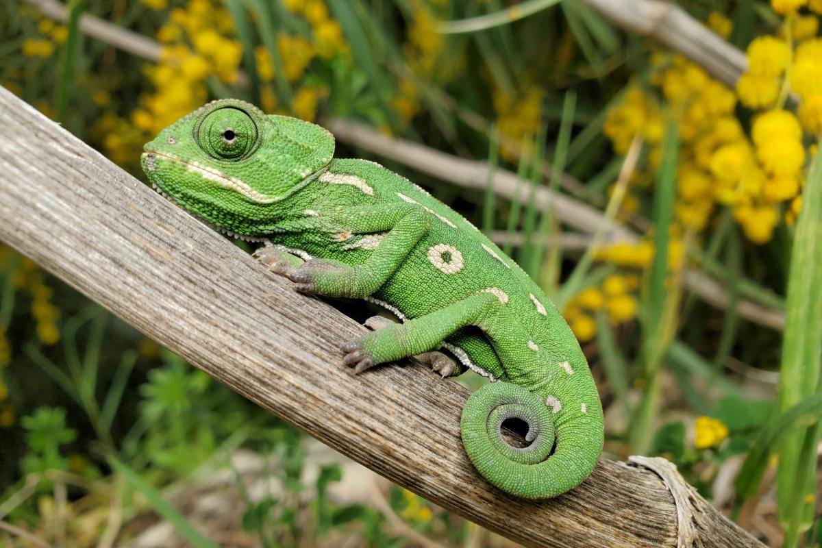 chameleon
