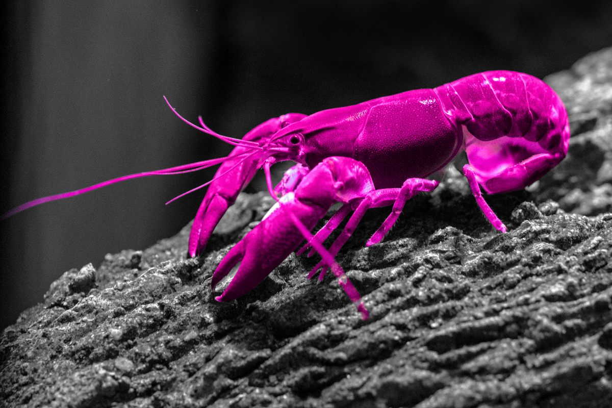 Image of a lobster