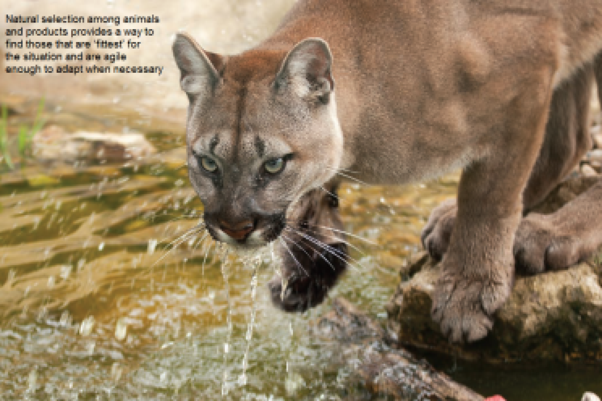 Big Cat - Market Leader 2011