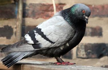 Pigeon Chess Game